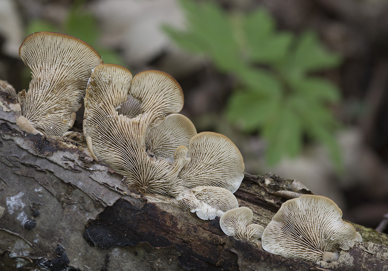 Lentinellus ursinus